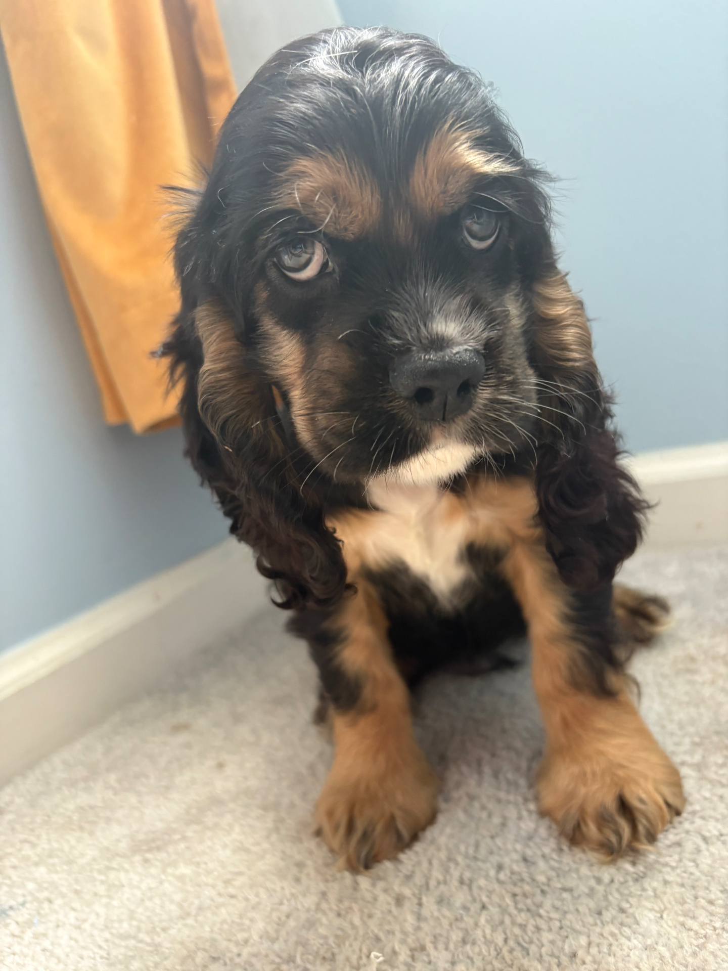 Rufus puppy photo 2
