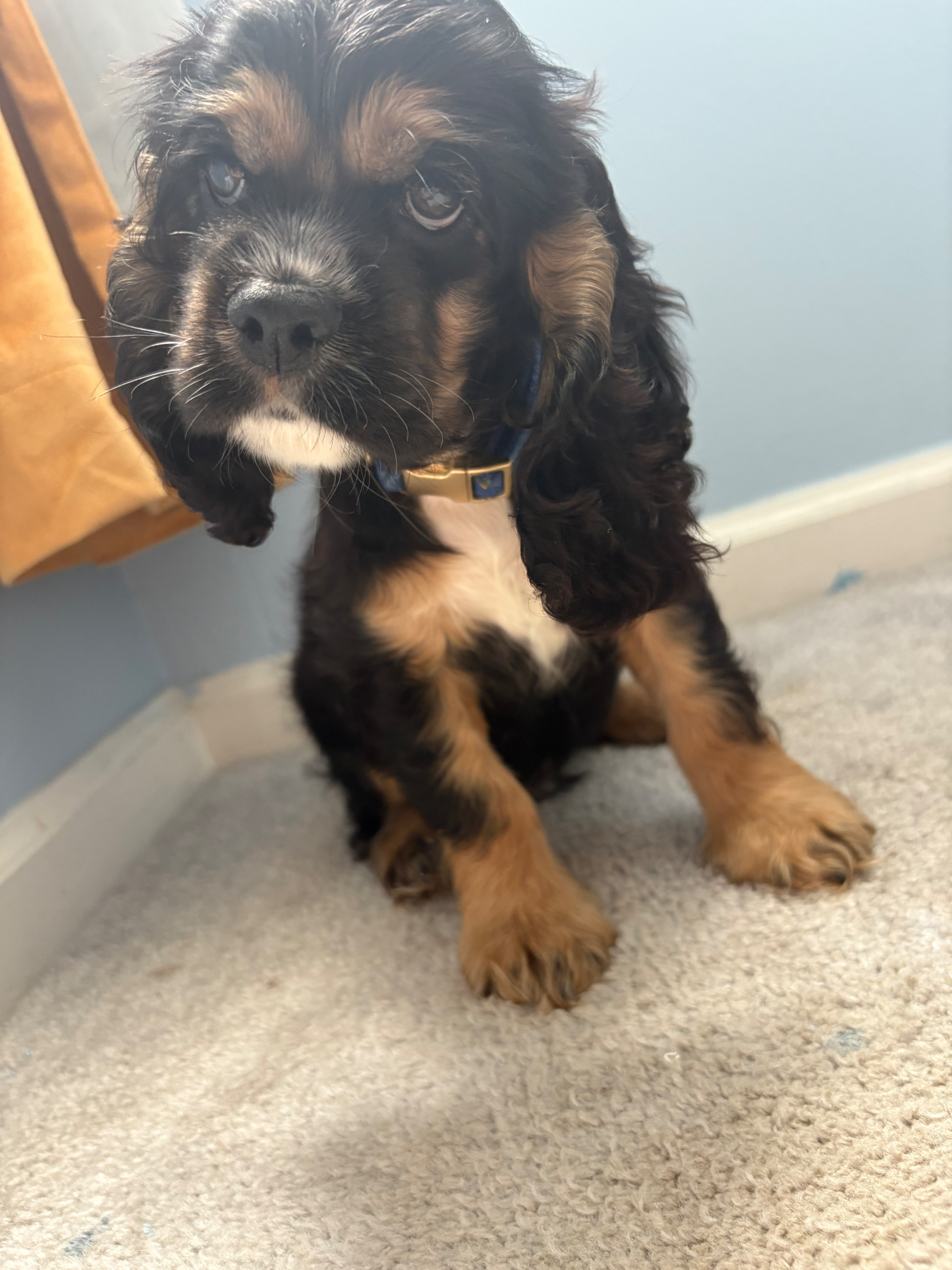 Rufus puppy photo 1