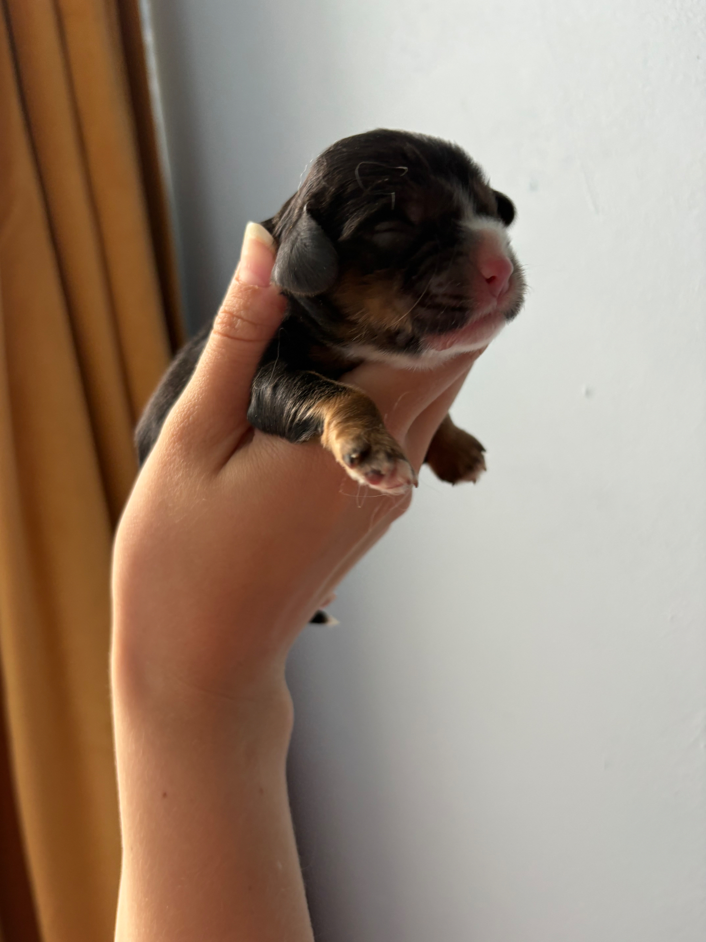 Atlas puppy photo 1