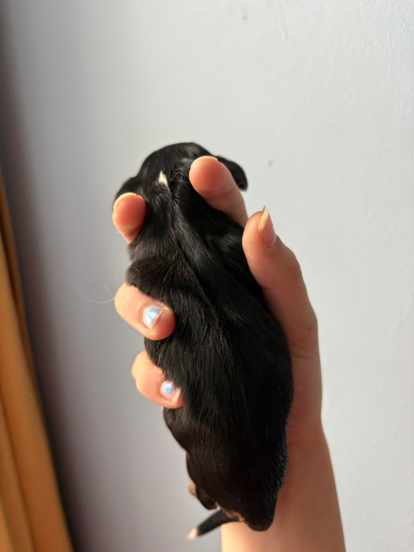 Atlas puppy photo 2