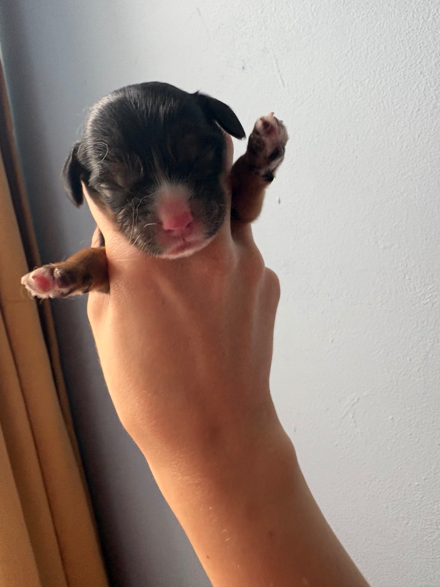 Atlas puppy photo 3