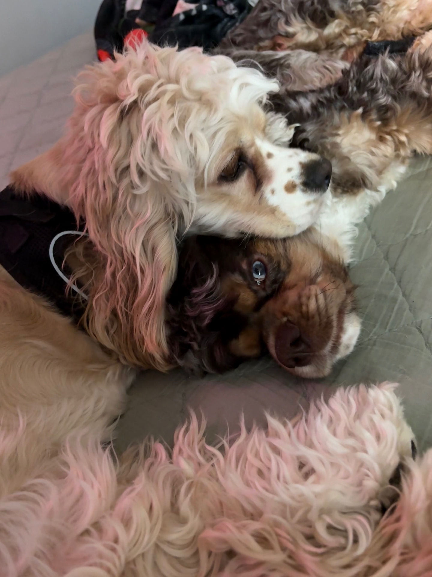 Two Cocker Spaniels resting together