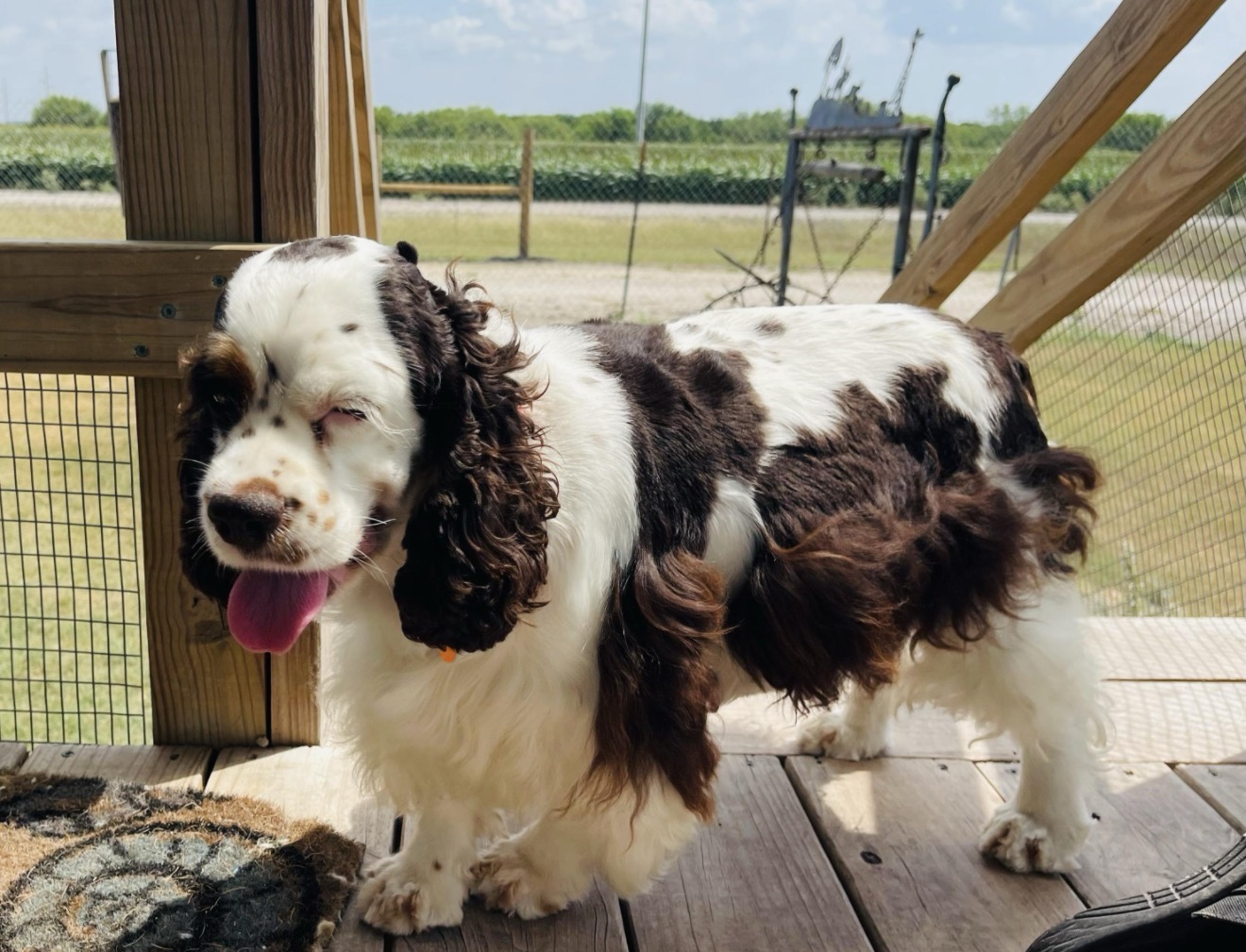 Seashell — Parti · Dam · Jasper's Mother