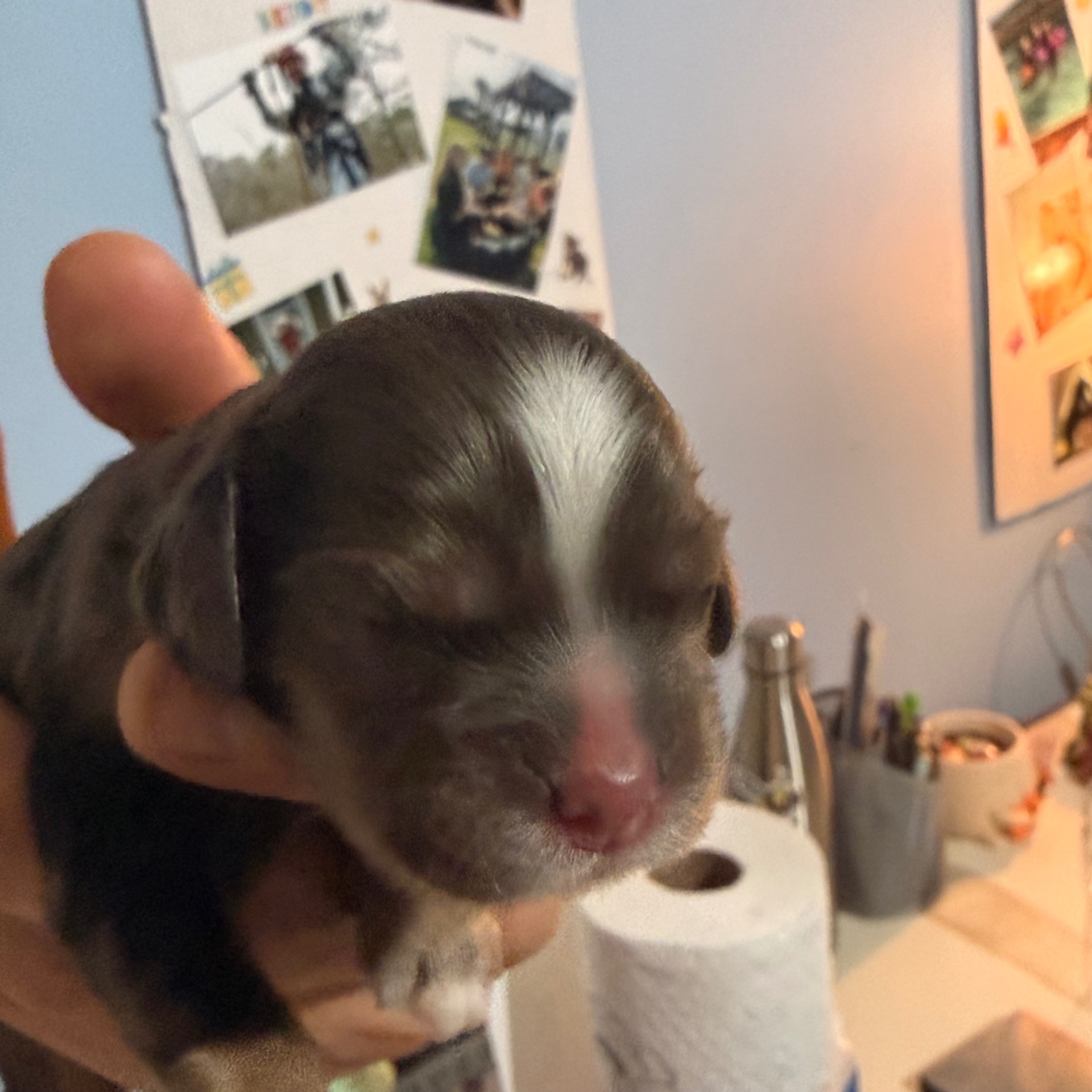 Ember puppy photo 1