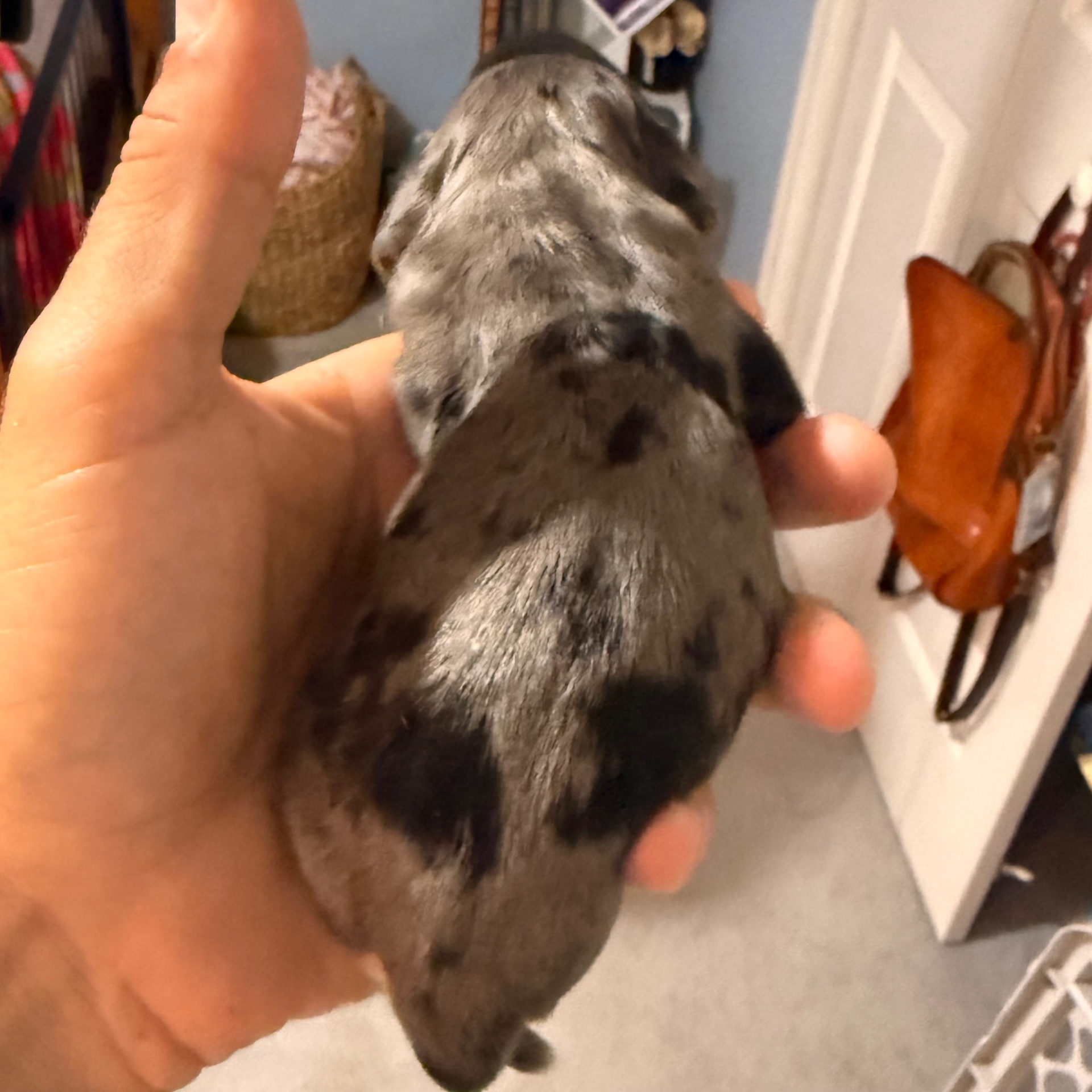Ember puppy photo 2