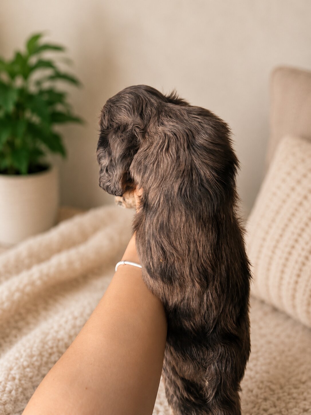 Ember puppy photo 2