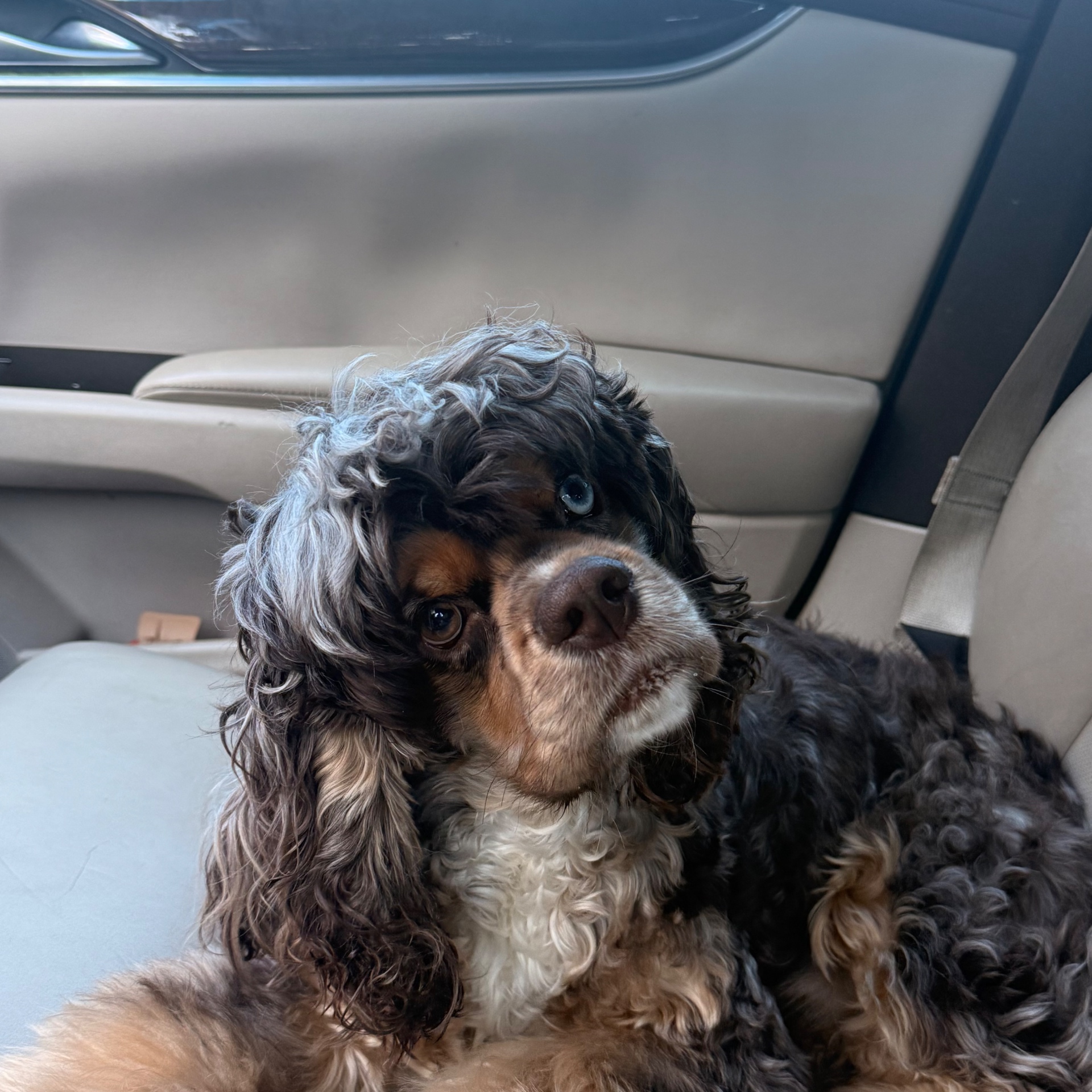 Sir Jasper sitting in the car