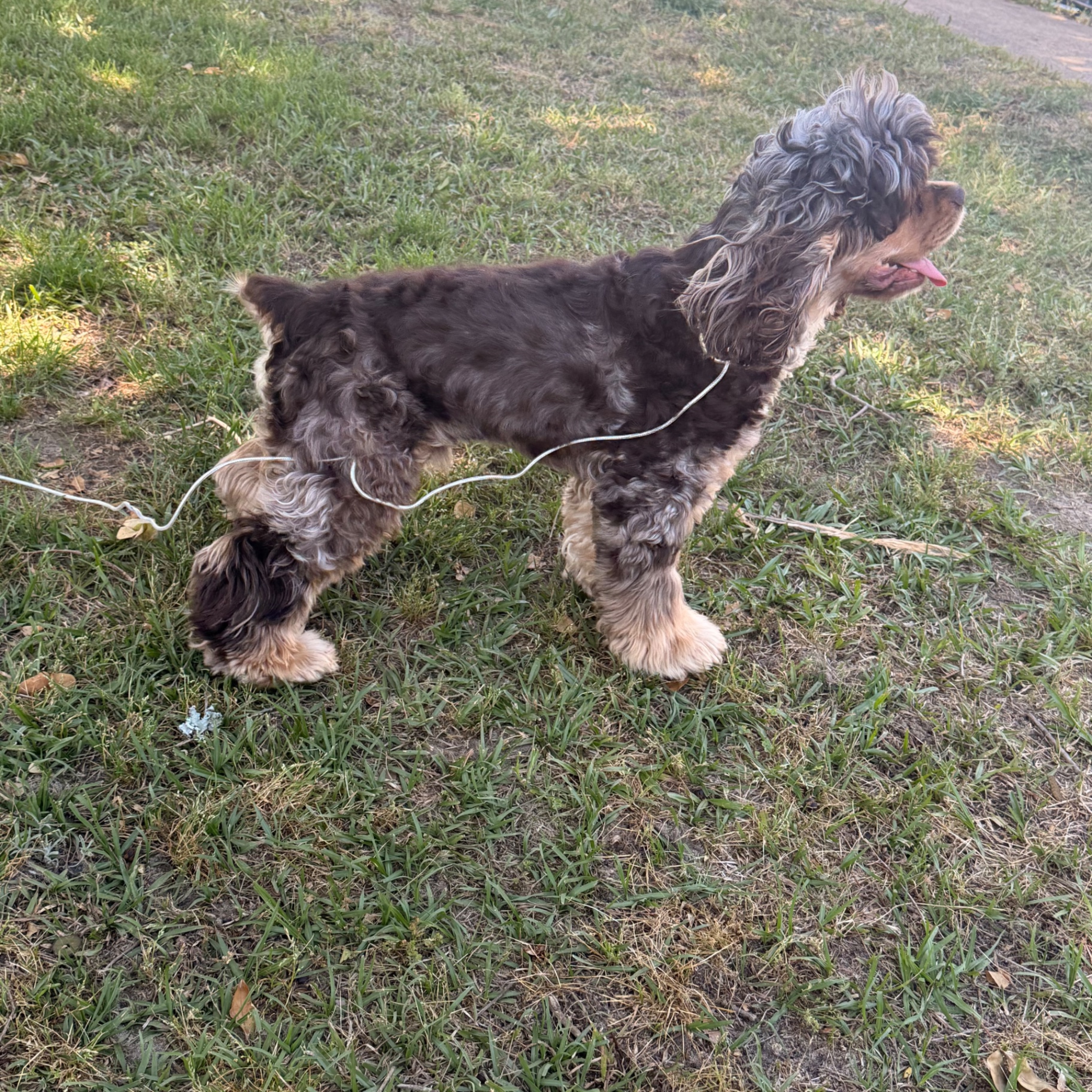 Sable merle Cocker Spaniel