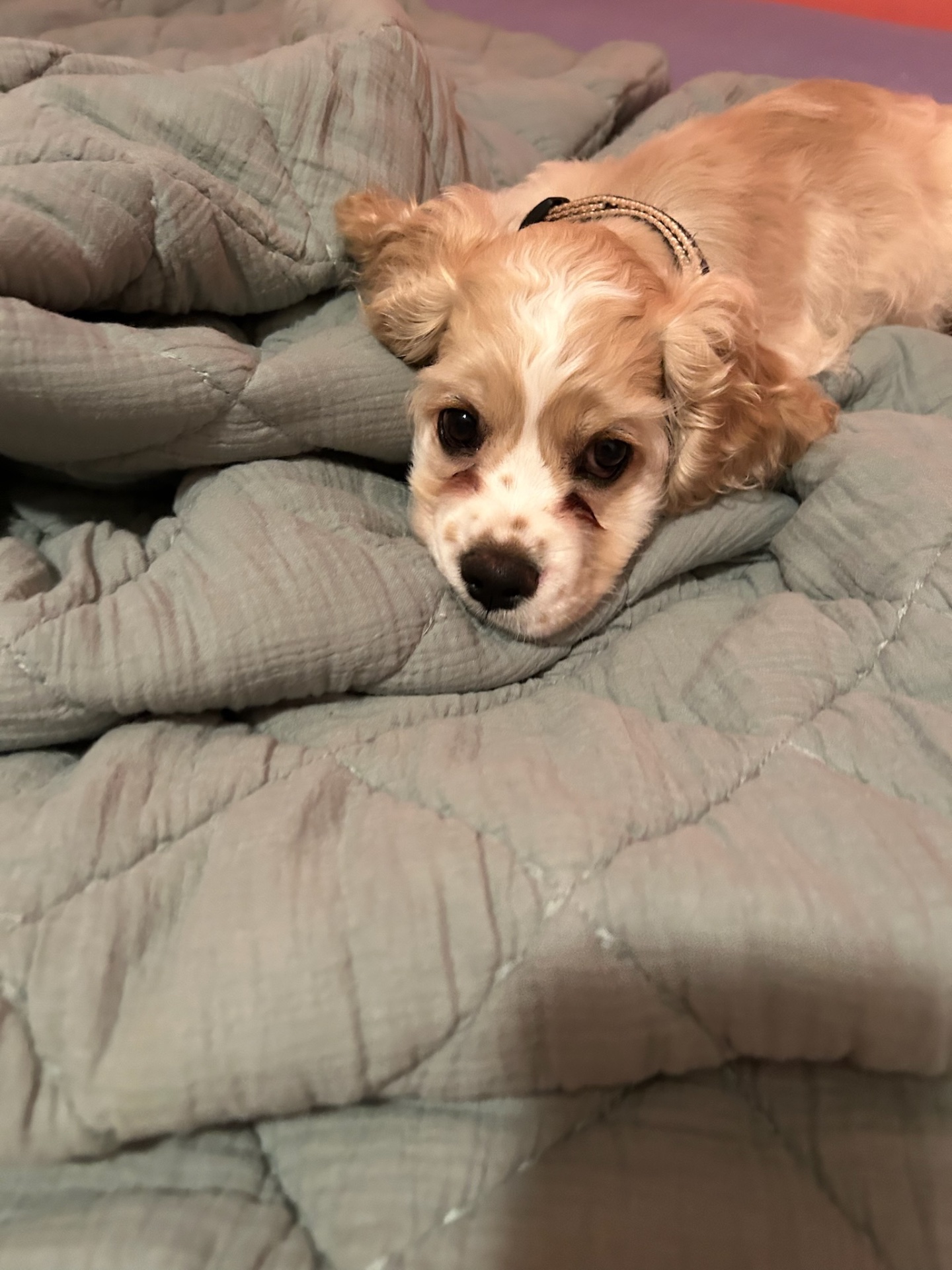 Buff Cocker Spaniel puppy resting on a blanket