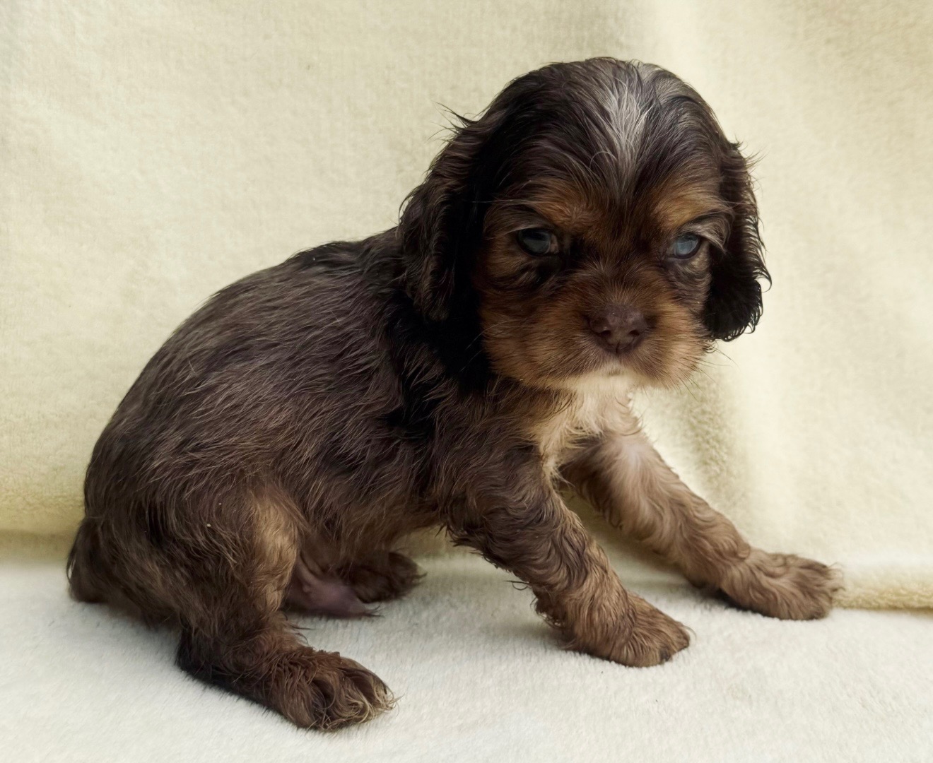 Chocolate merle Cocker Spaniel puppy