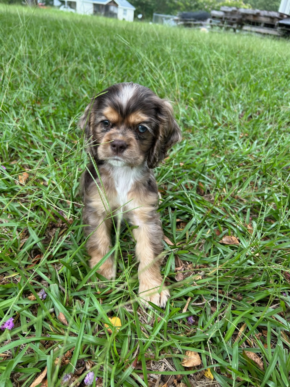 Blue merle Cocker Spaniel puppy