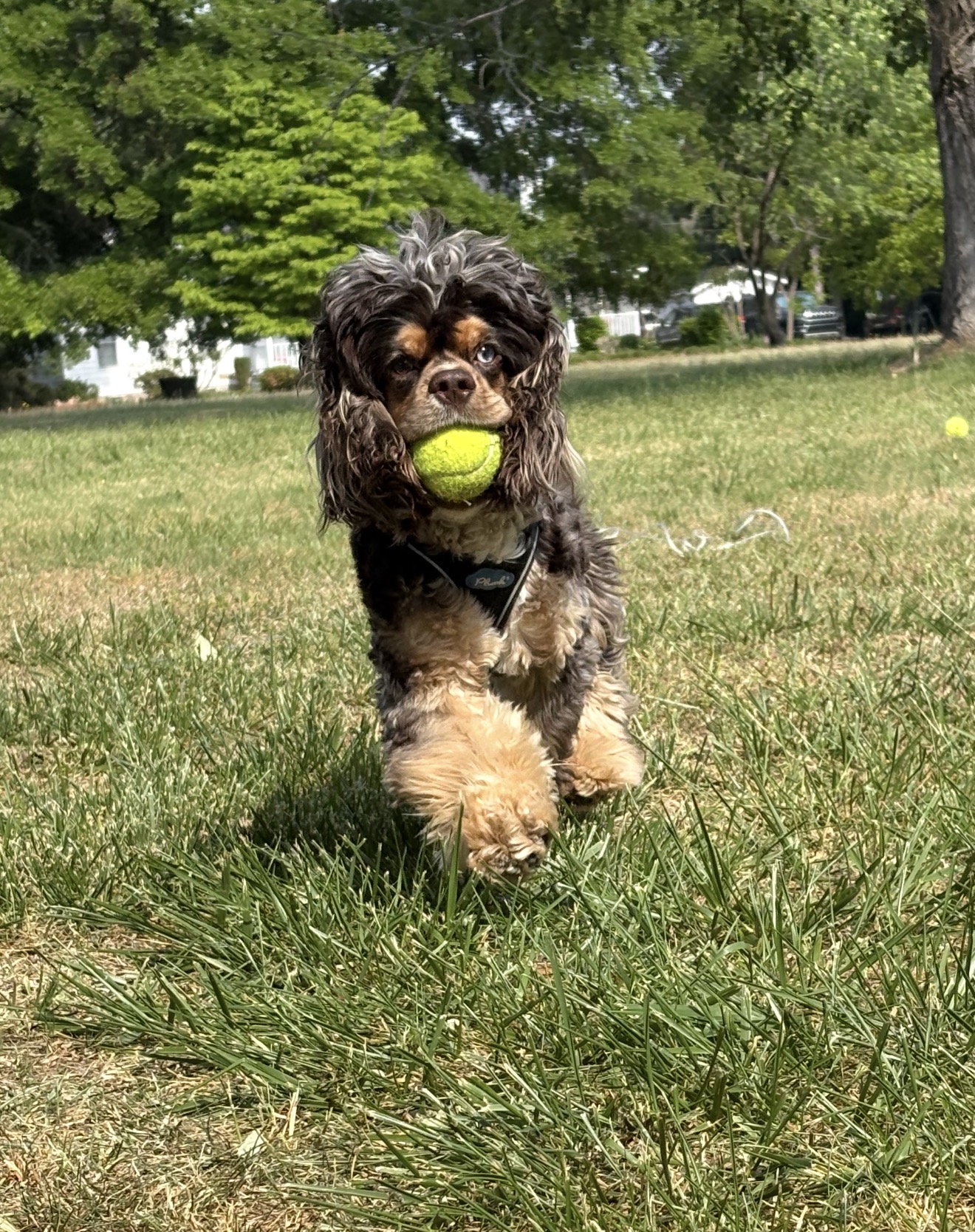 Cocker Spaniel running with tennis ball
