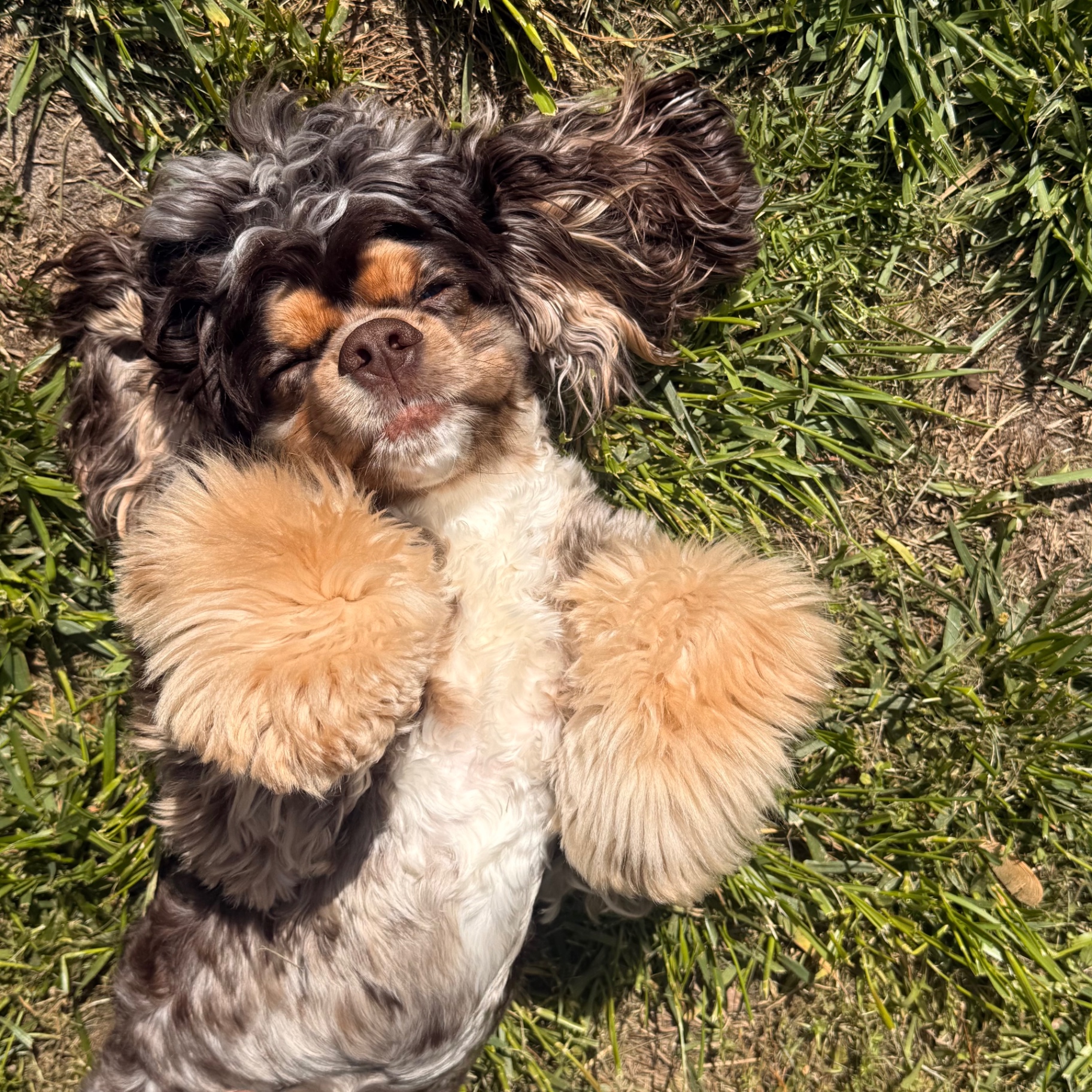 Cocker Spaniel resting in sunlit grass