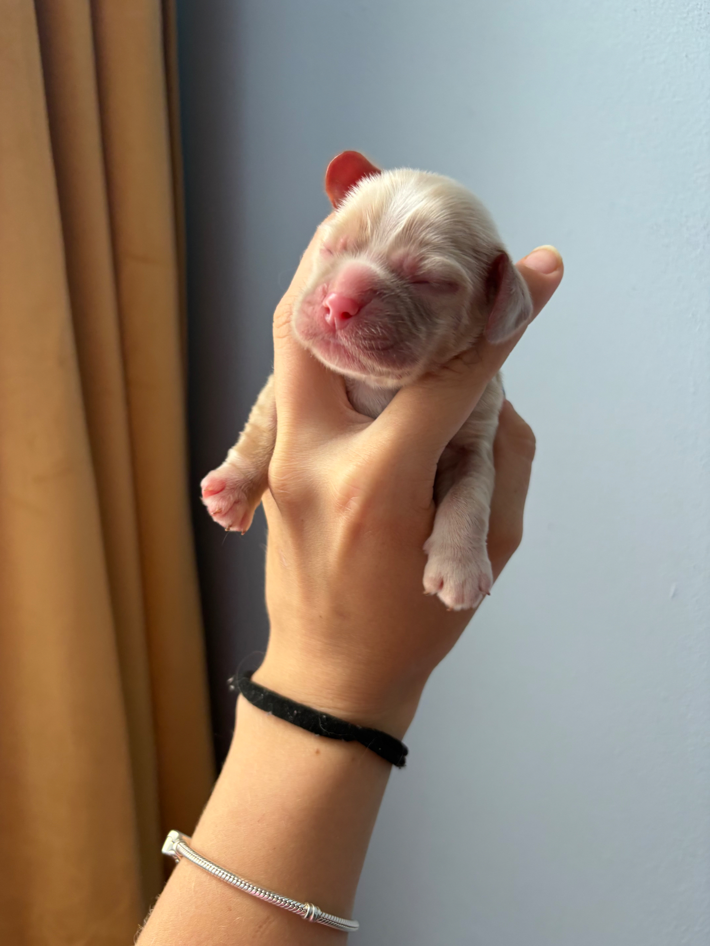 Maple puppy photo 1