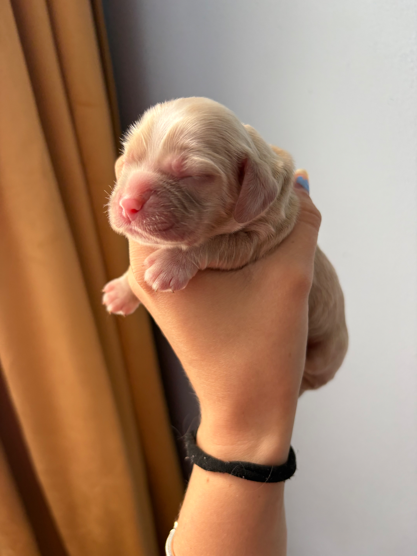 Maple puppy photo 2
