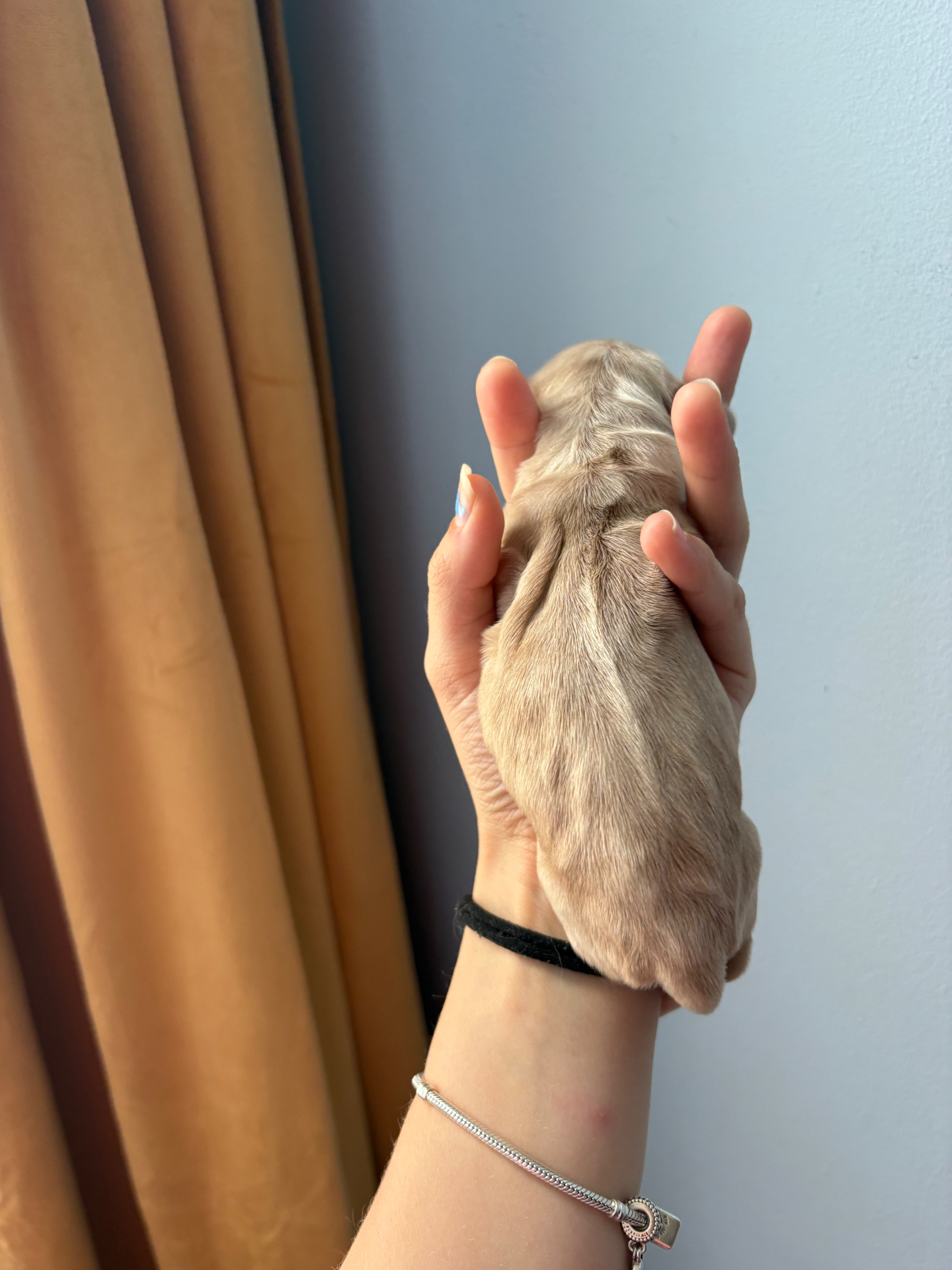 Maple puppy photo 3