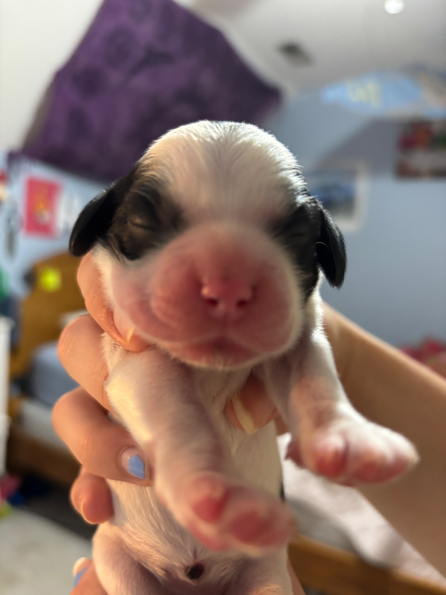 Marley puppy photo 1