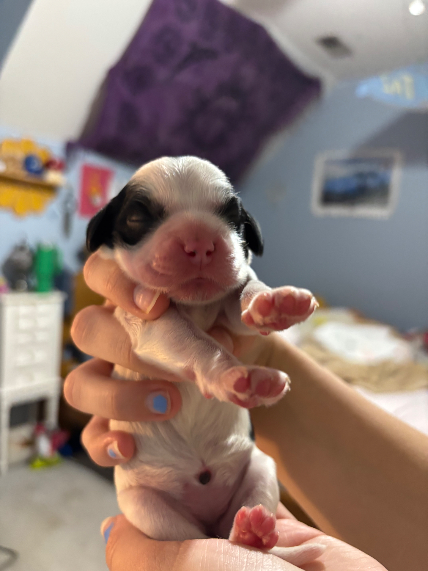 Marley puppy photo 2