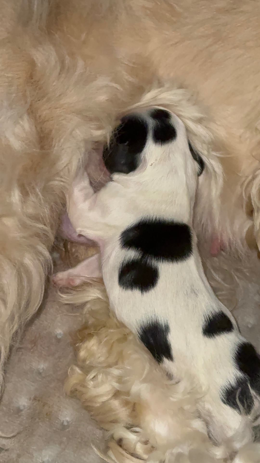 Marley puppy photo 3