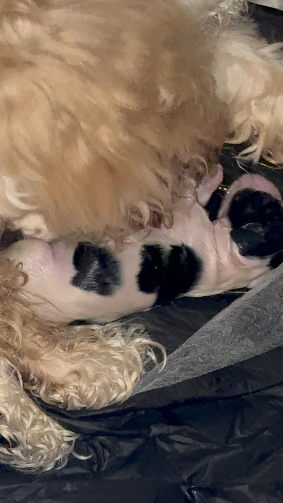 Marley puppy photo 4