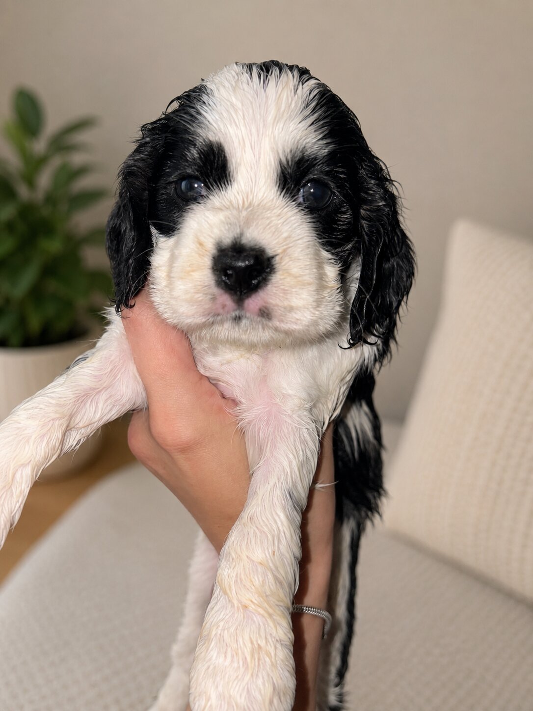 Parti Cocker Spaniel
