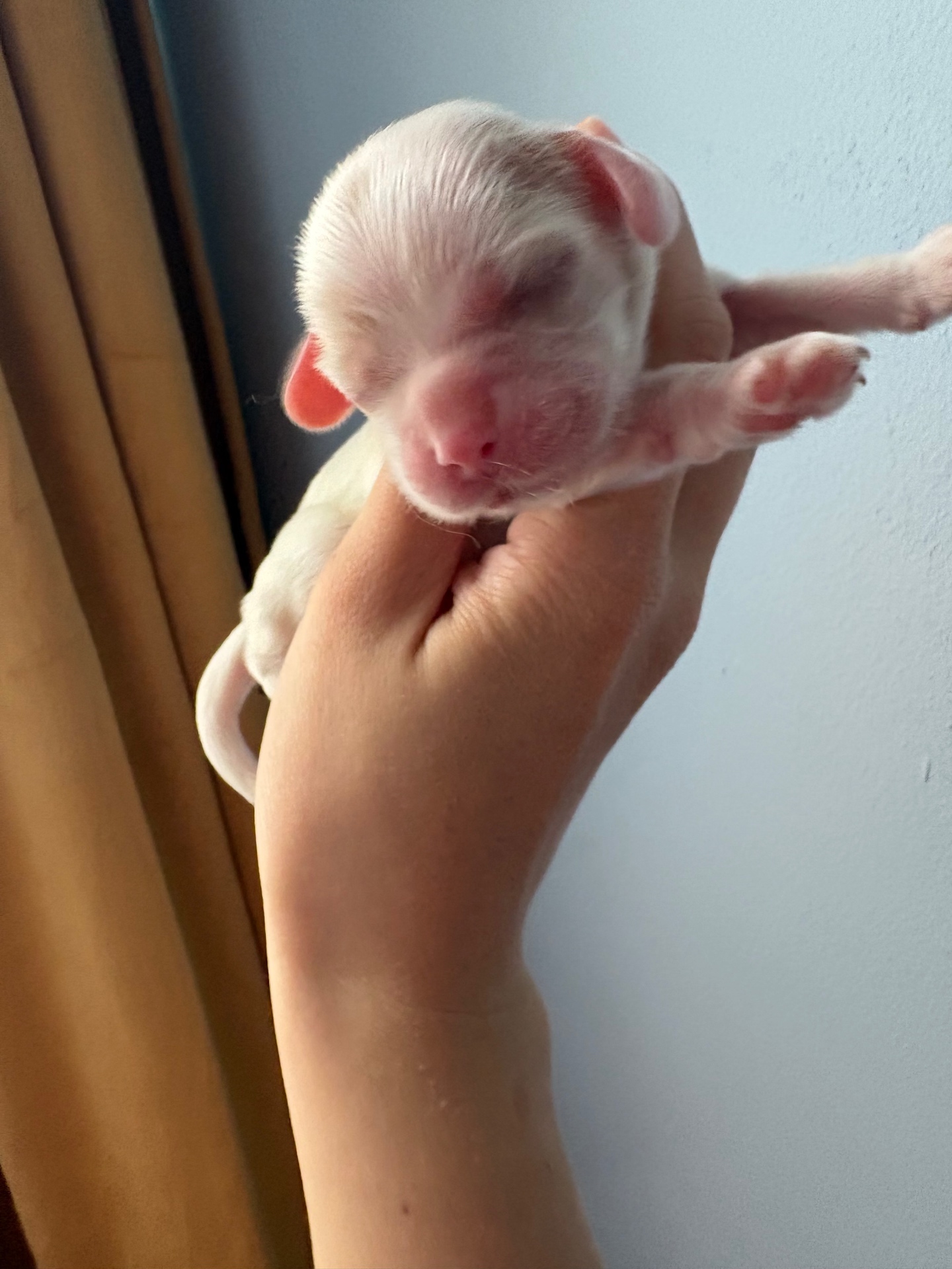 Opal puppy photo 1