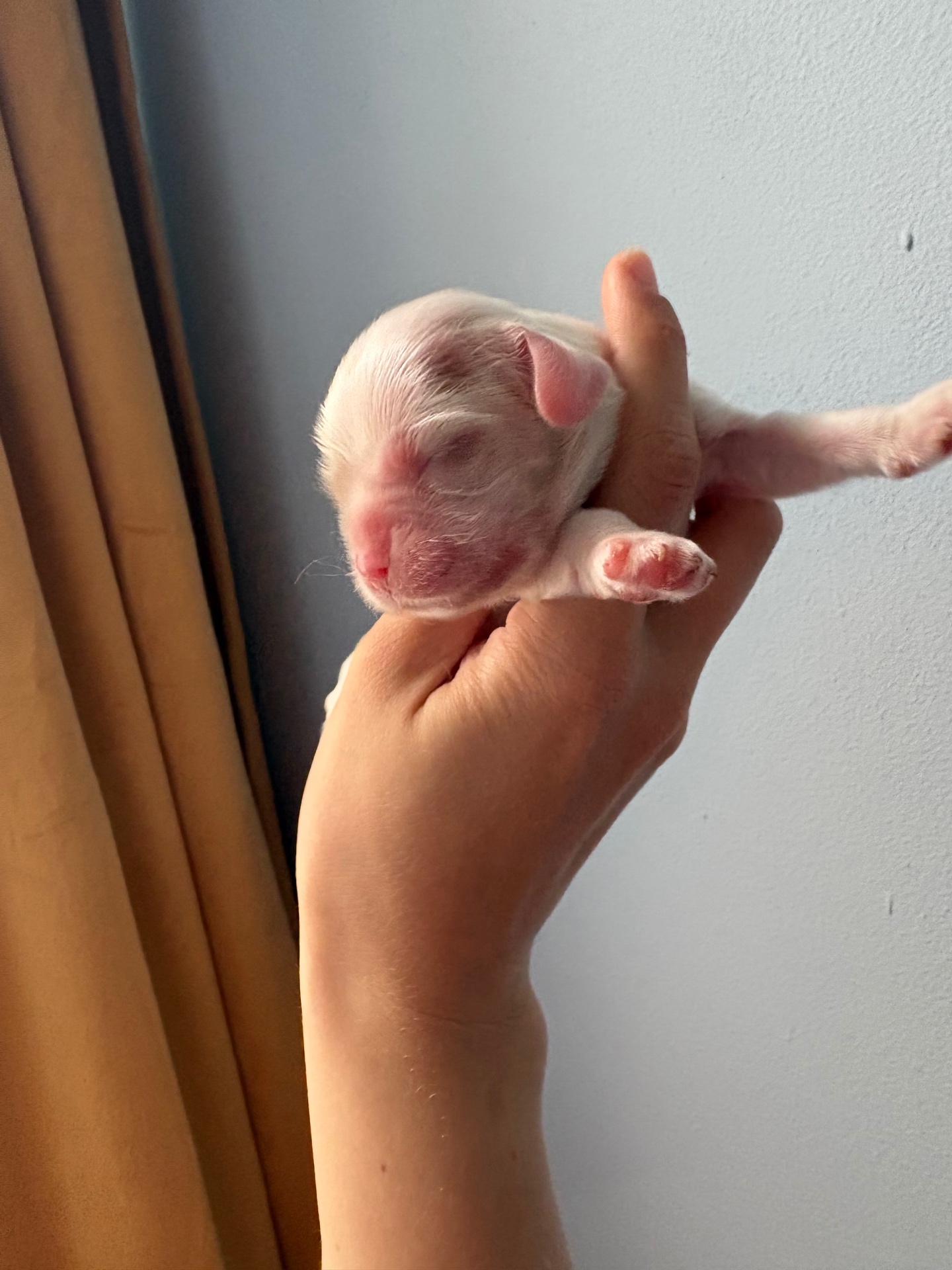 Opal puppy photo 2