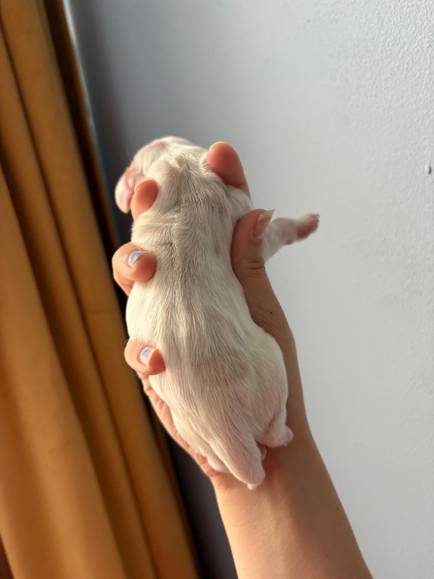 Opal puppy photo 3