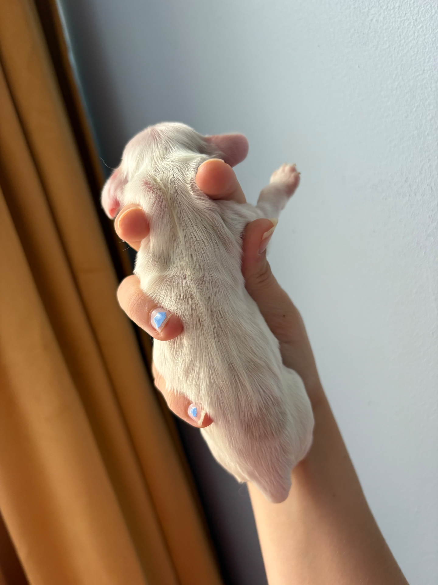 Opal puppy photo 4