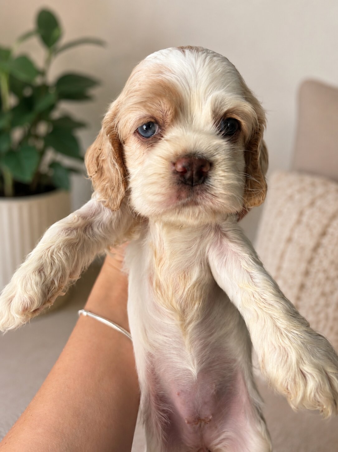 Opal puppy photo 1
