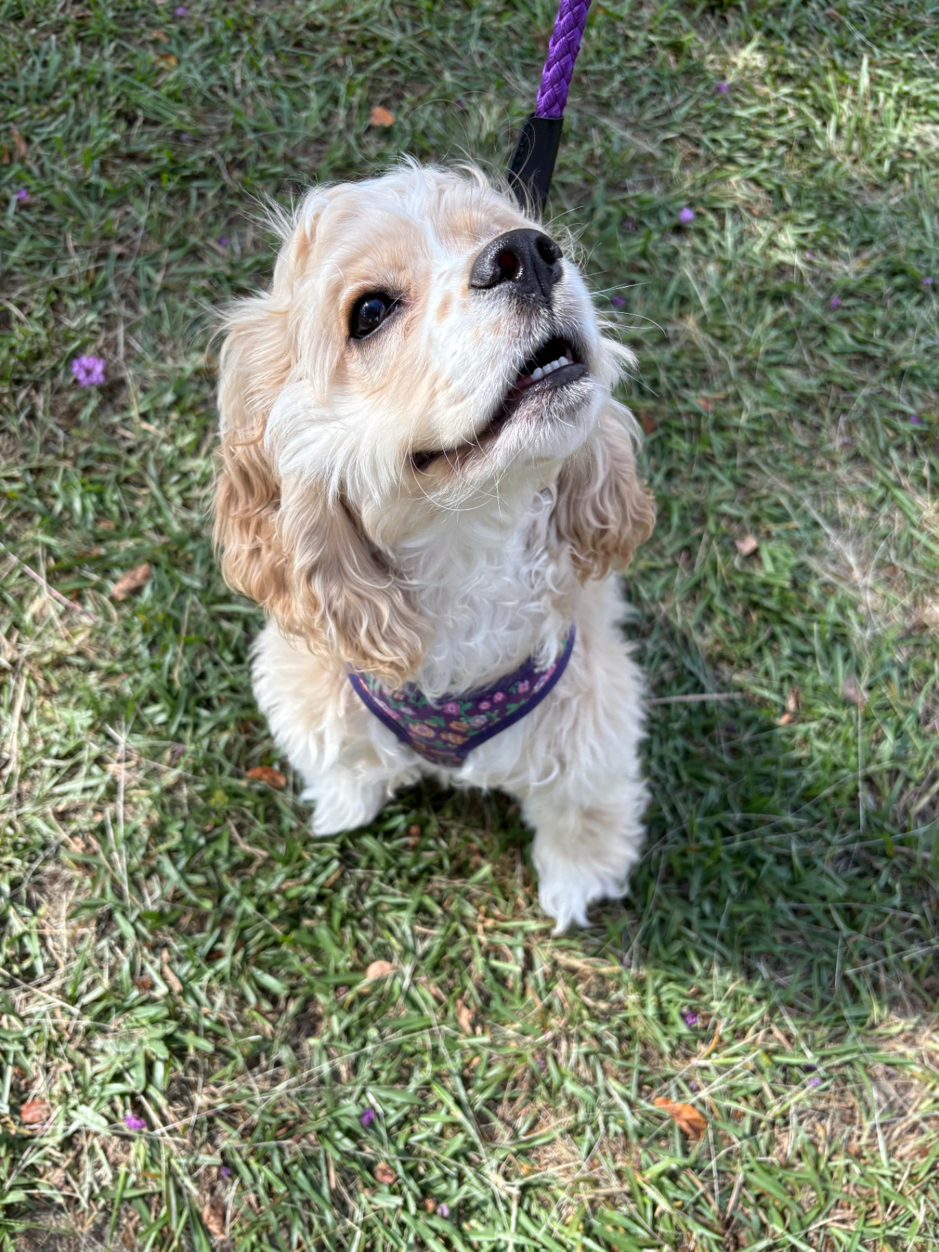 Lady Reverie — Cream Champagne · Dam