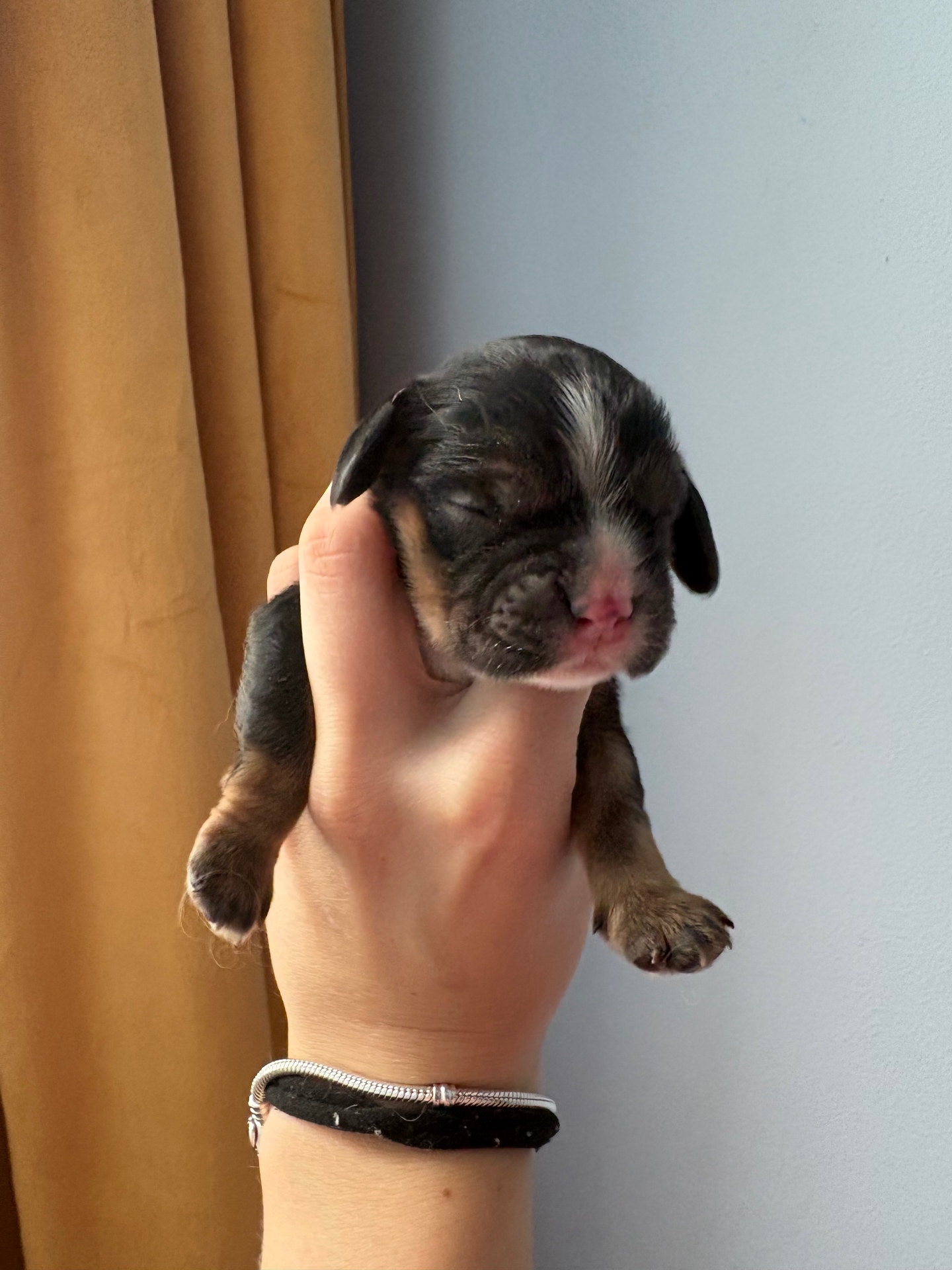 Rufus puppy photo 1