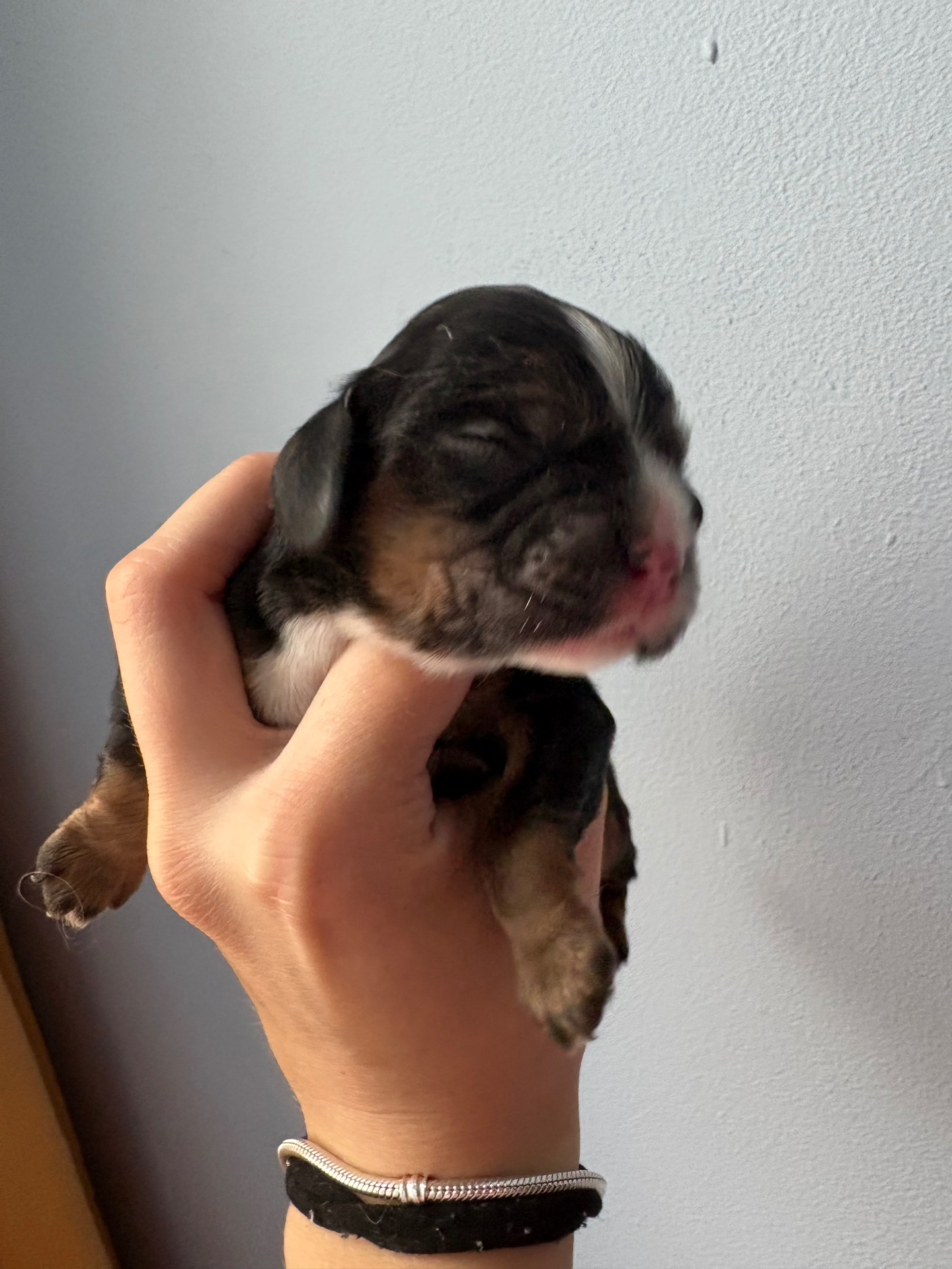 Rufus puppy photo 2