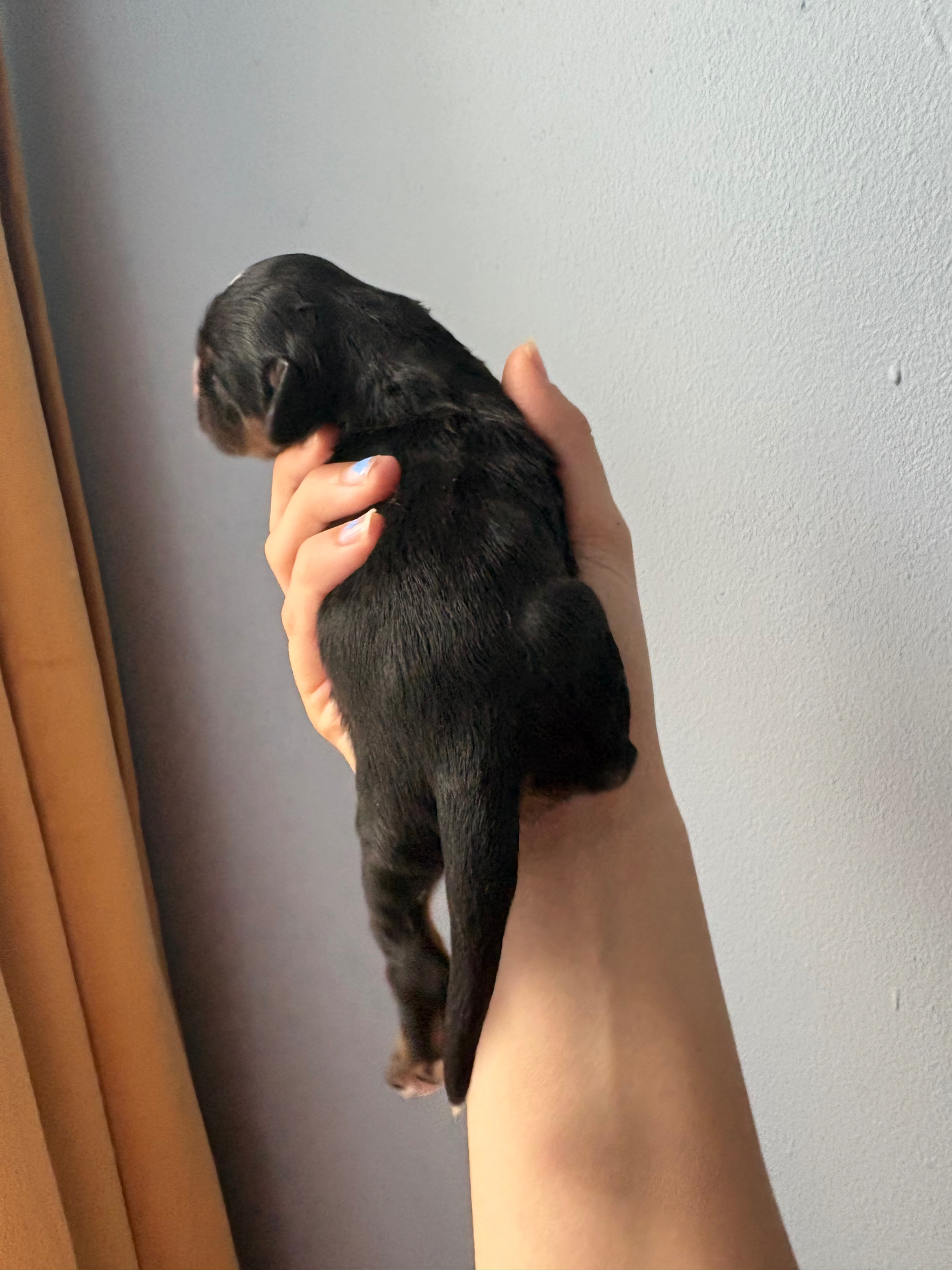 Rufus puppy photo 3