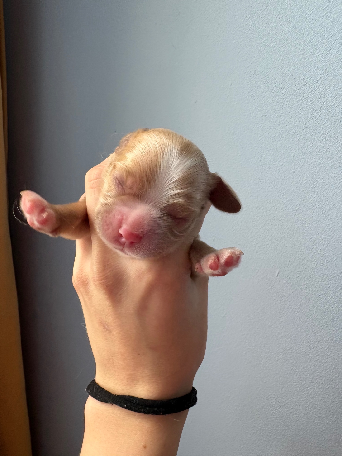 Rusty puppy photo 1