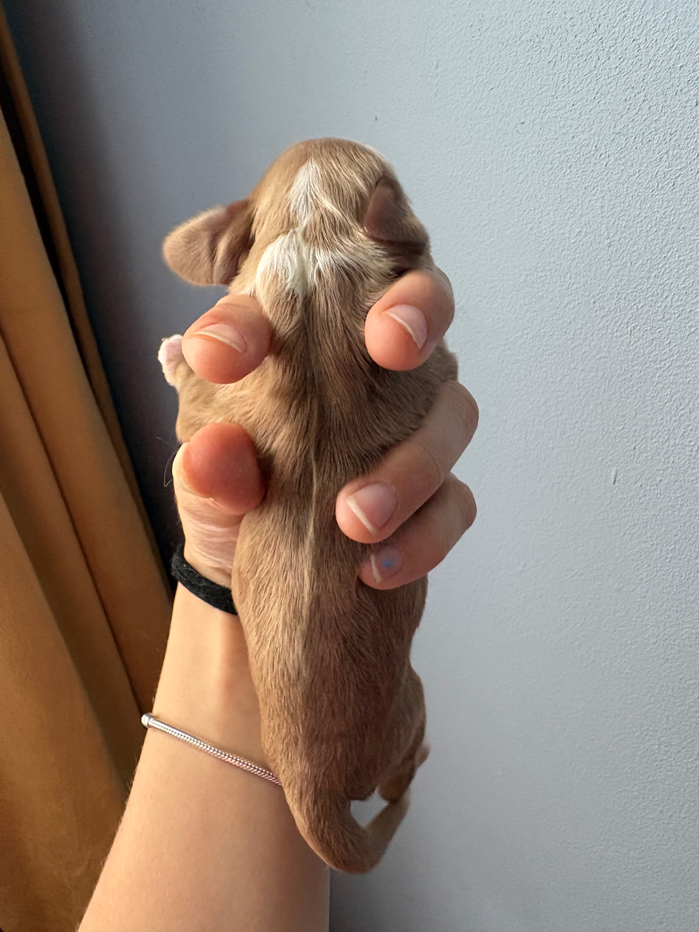 Rusty puppy photo 2