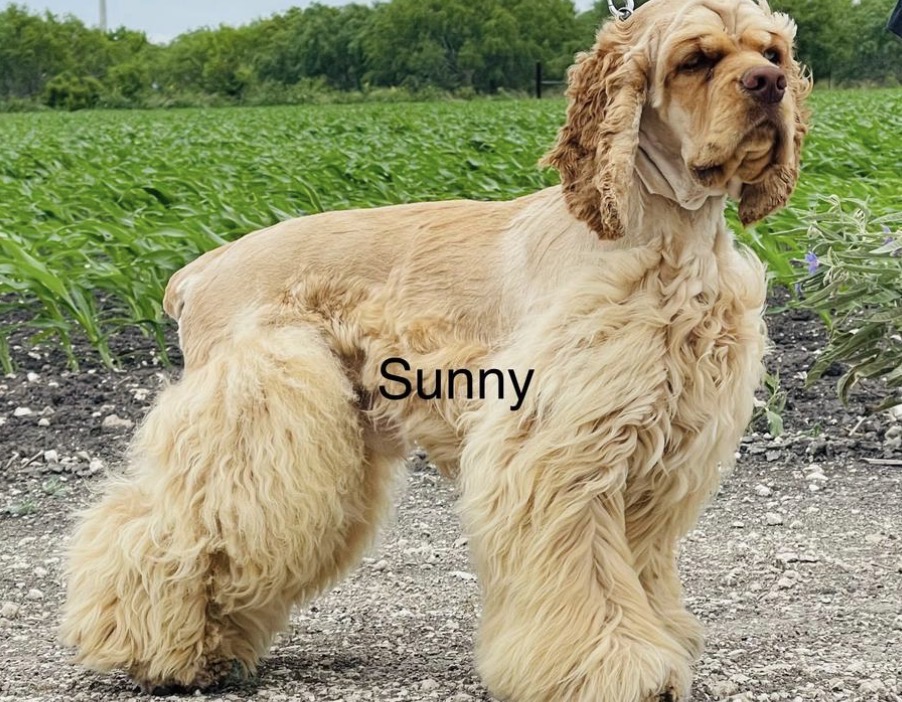 Sunny — Buff · Sire